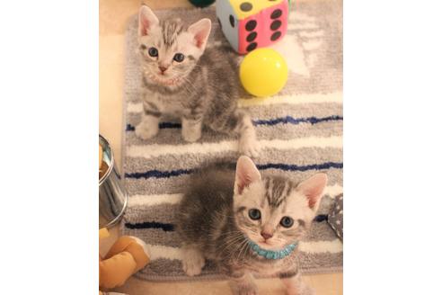 成約済の大阪府のアメリカンショートヘア-7443の6枚目